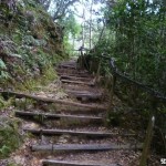 Der Weg auf den Mount Kinabalu fuehrt viele Stufen hinauf – hier aus Holz.